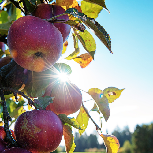 apples on UBC farm backlit
